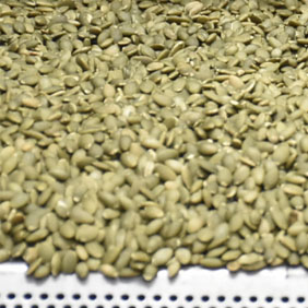 roasted melon seeds.jpg